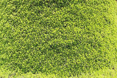 ADV游戏《文字化化》Steam页面正式上线 发售日期待定